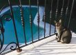 Pool Fence Maintenance